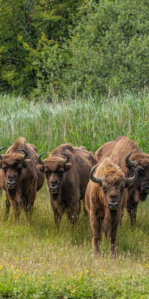 Wisenten op de Slikken van de Heen