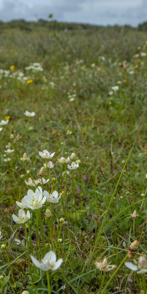 Oranjezon veld voor witte Parnassia