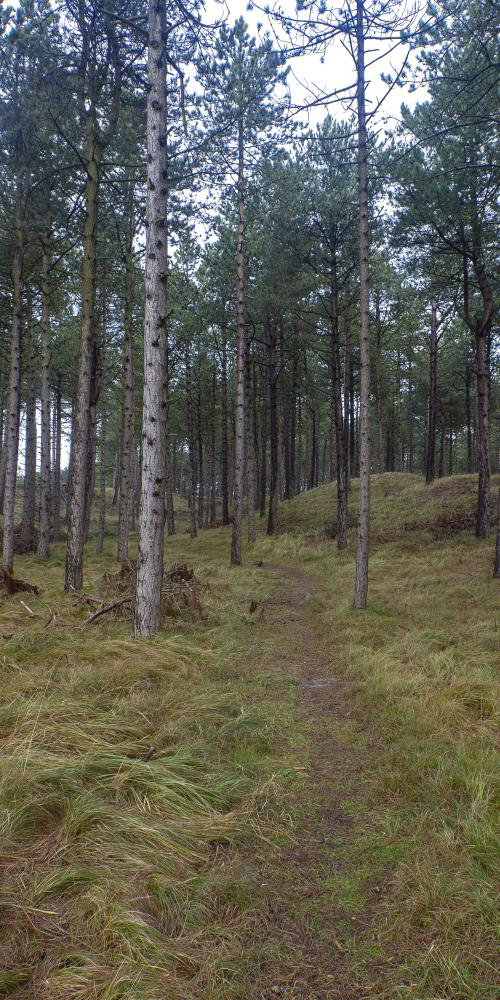 Oranjezon dennen- en sparrenbos