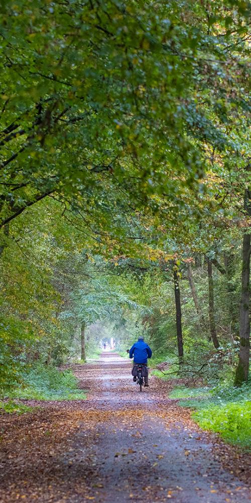 Fietser in de bossen van Clinge