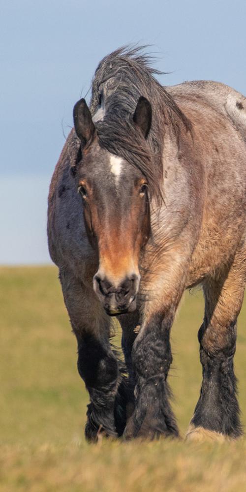 Zeeuwse trekpaarden op een dijk