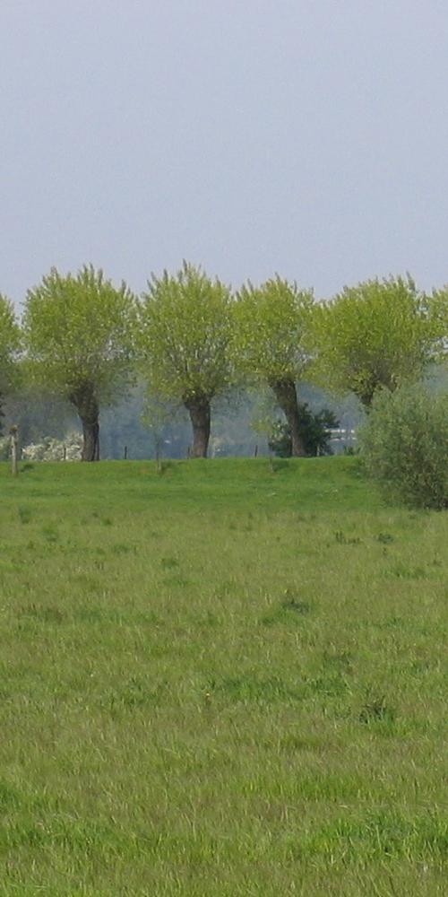 Landschap van de Aardenburgse Havenpolder met bomenrij