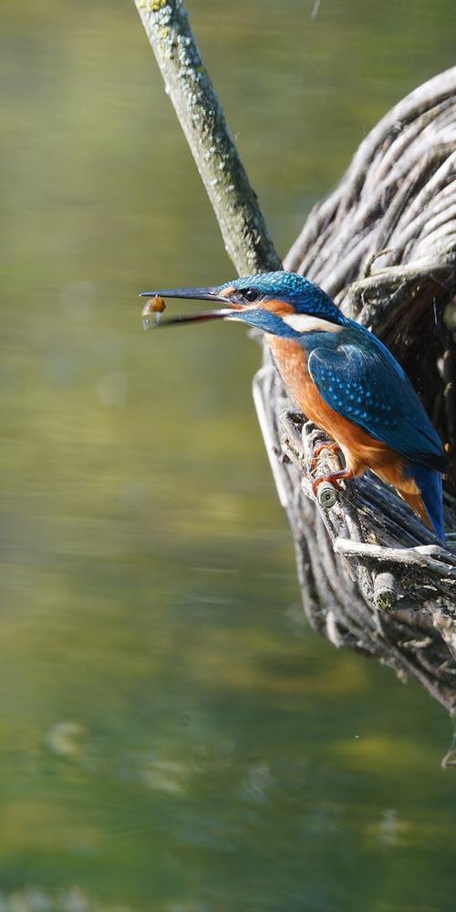 IJsvogel in broedkorf eend