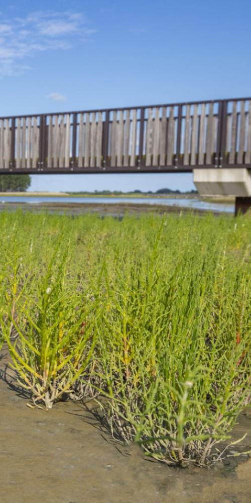 Zeekraal met op de achtergrond de brug door Waterdunen