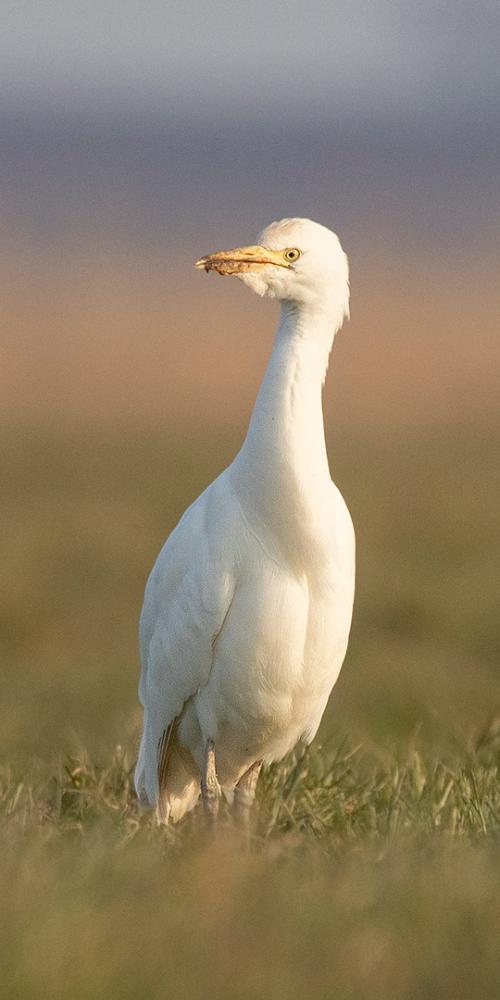 Koereiger