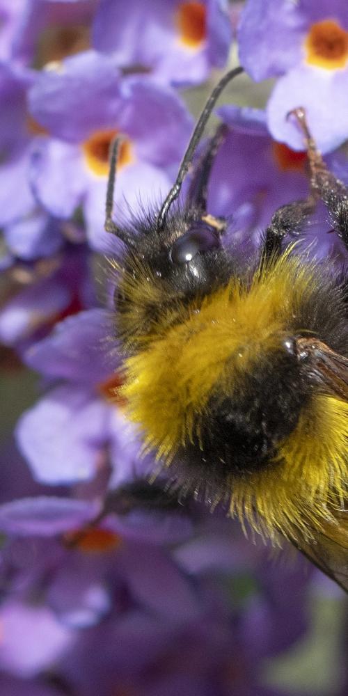 Een hommel op een paarse bloem