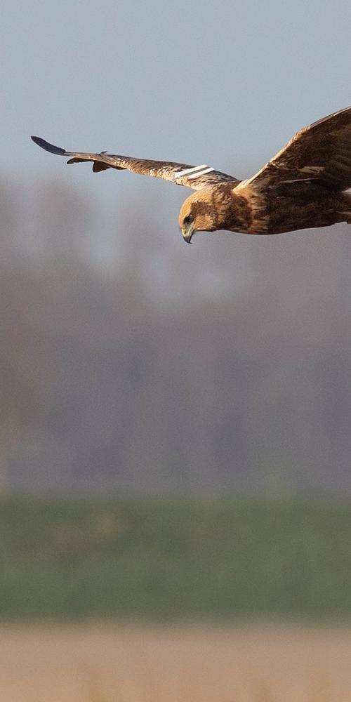 Bruine kiekendief in vlucht