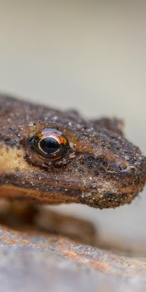 Kleine watersalamander portret