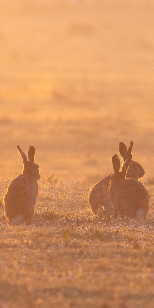 Hazen in een weiland tijdens zonsopkomst