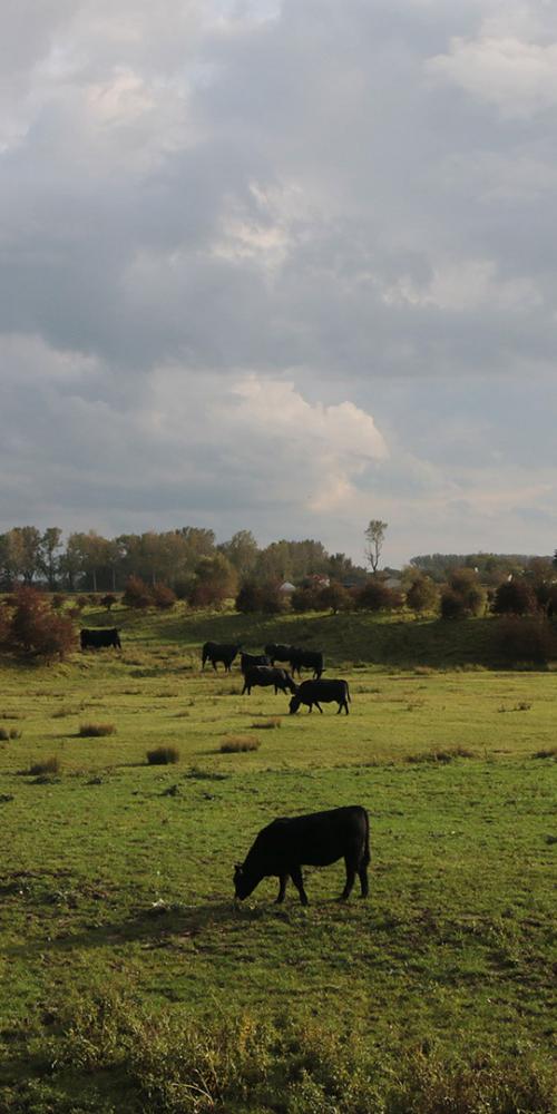 Koeien grazen in de Willem-Leopoldpolder