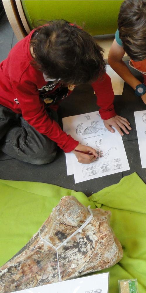Excursie van muis tot mammoet Terra Maris
