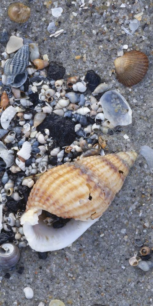 Gevlochten fuikhoorn en wadslakjes en kokerworm Circeis spirillum op strand