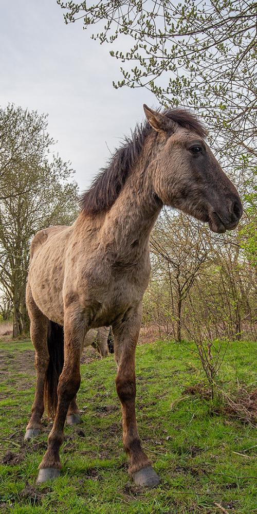 Konikpaard in natuurgebied Slikken van de Heen