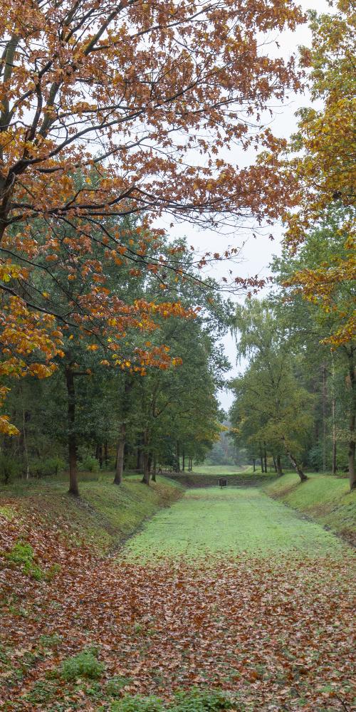 Herfstbomen in Clinge