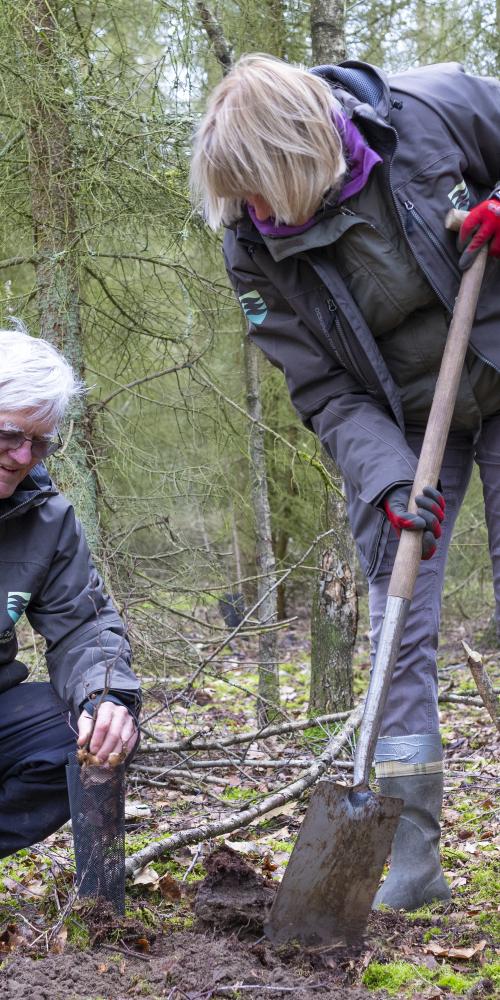 Vrijwilligers planten bomen in Clingse bossen