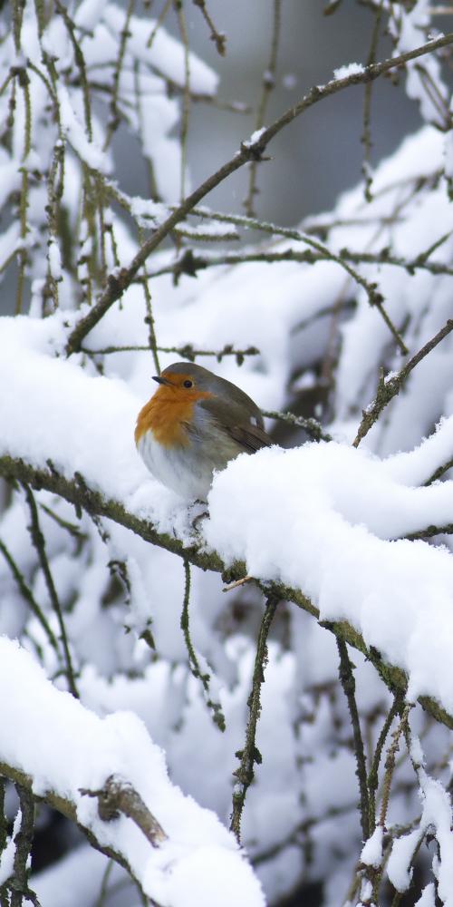 Roodborst op tak met sneeuw