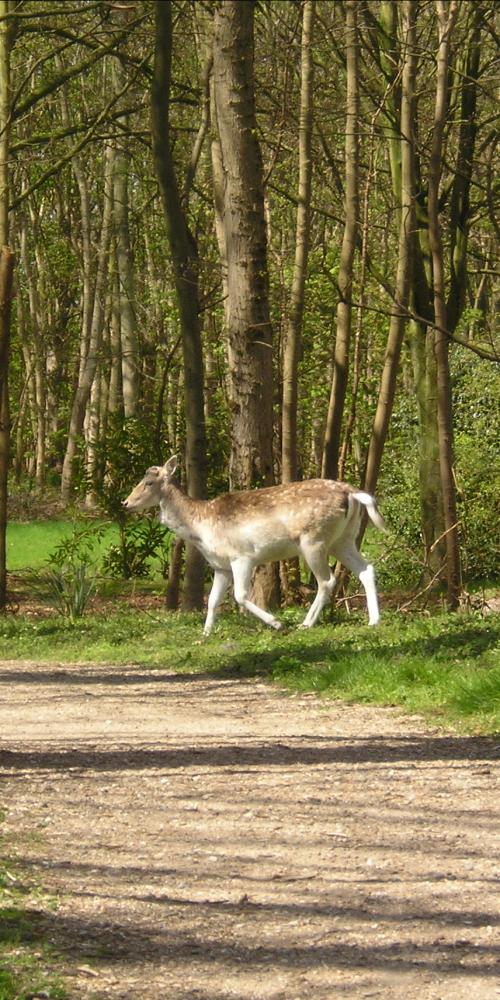 Damhert in de manteling Oostkapelle