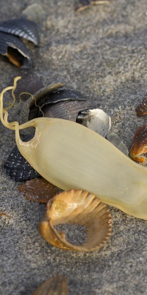 Eikapsels hondshaai met schelpen op strand