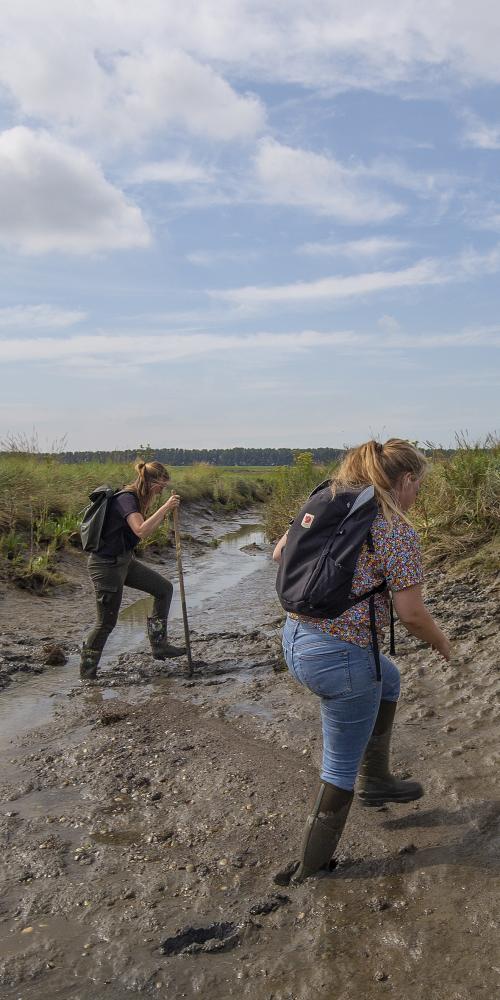 Excursie Saeftinghe wandelen door geulen