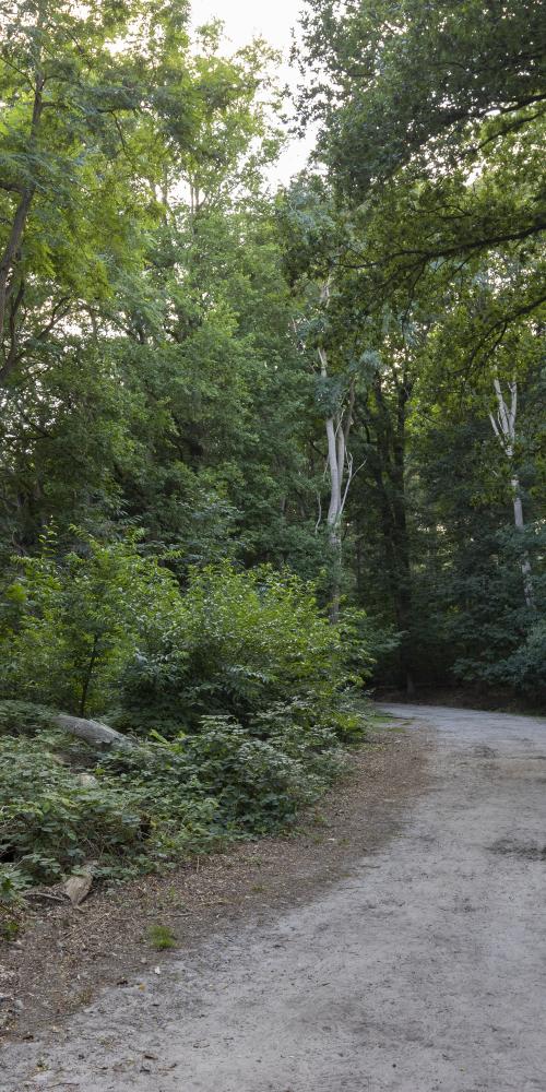 Bospad met bomen met groene bladeren