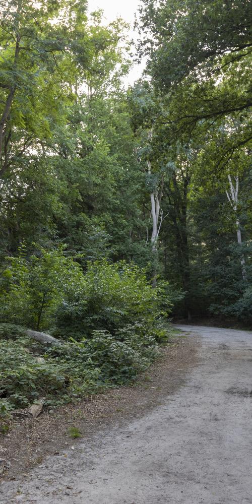 Bospad met bomen met groene bladeren 