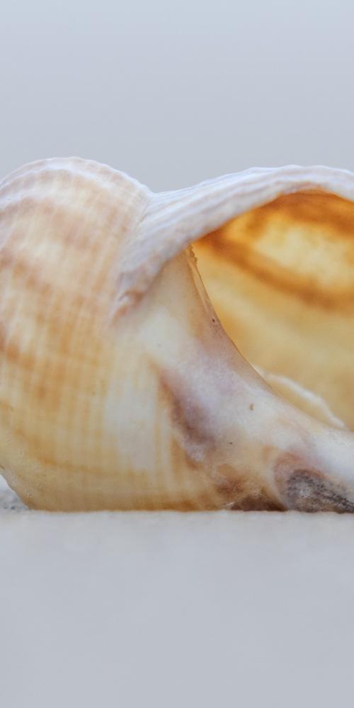 Wulk schelp op het strand Oostkapelle