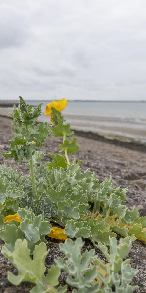 Gele Hoornpapaver in bloei