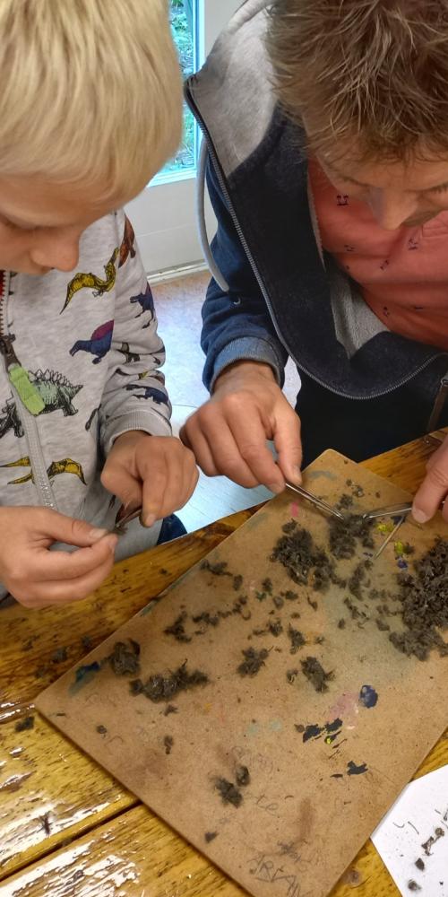 Kind en vrouw pluizen braakballen van uilen en roofvogels met pincet