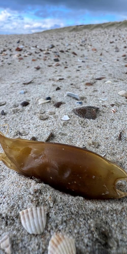 Haaienei en schelpen op strand