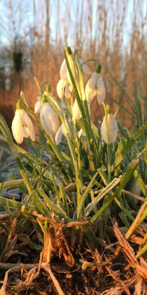 Sneeuwklokjes