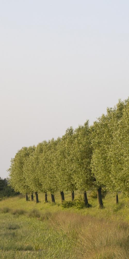 Aardenburgse Havenpolder dijk met bomen