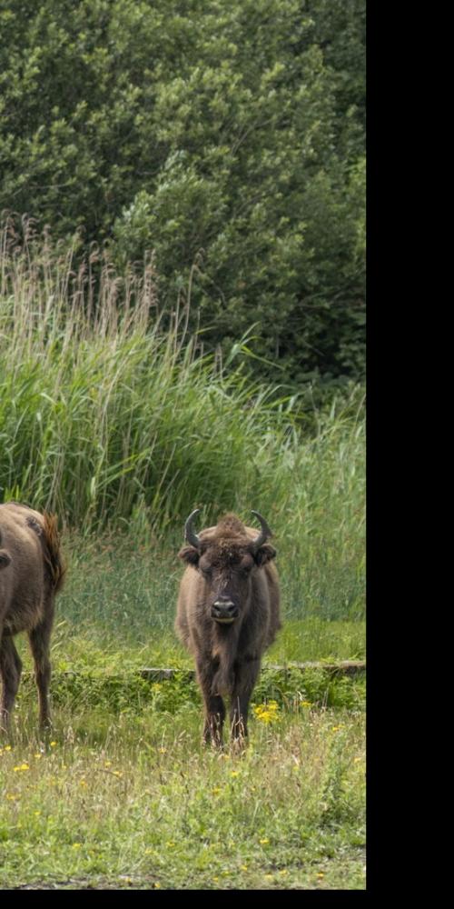 Wisent Slikken van de Heen