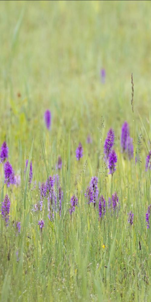 Gewone rietorchis Oranjezon