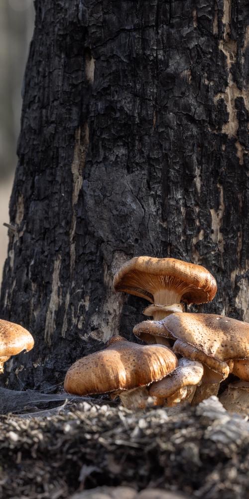  Clinge Sombere honingzwam