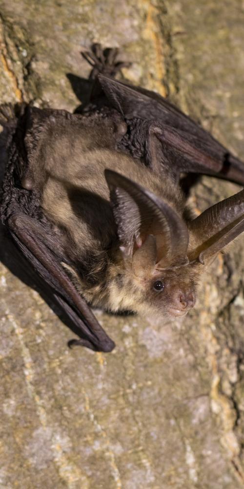 Gewone grootoorvleermuis op boom