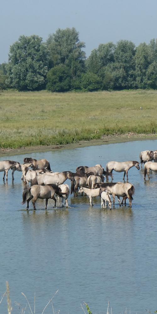 Konikpaarden in een kreek