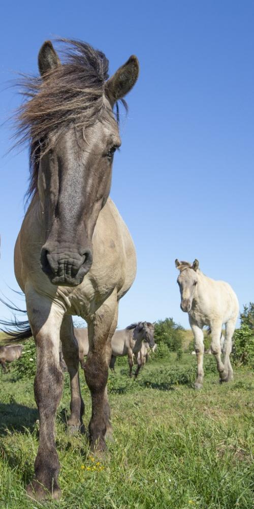 Groepje Konikpaarden op grasveld in Slikken van de Heen