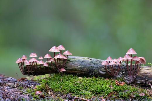 Grote bloedsteelmycena 