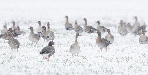 Kolganzen in de sneeuw.