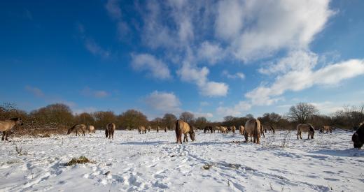 Konikpaarden in de sneeuw op de Slikken van de Heen.