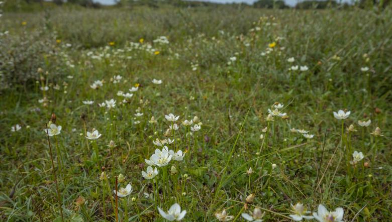 Oranjezon veld voor witte Parnassia