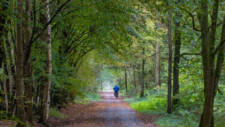 Fietser in de bossen van Clinge