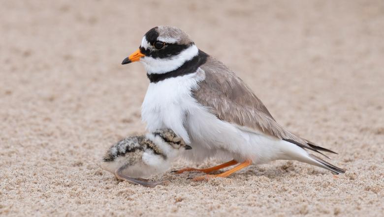 Bontbekplevier met juveniel