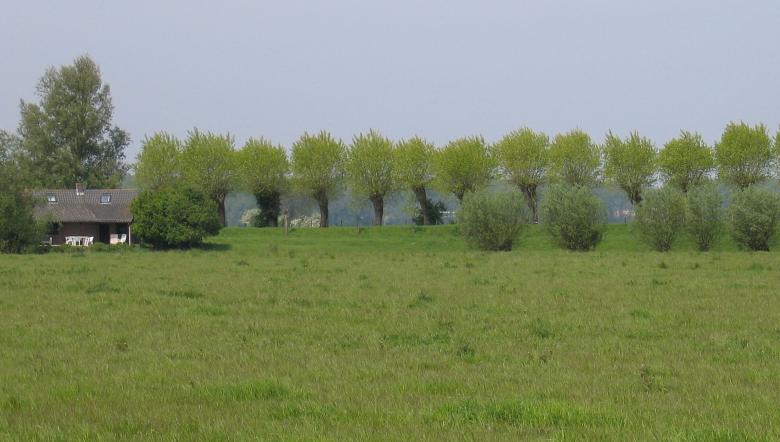 Landschap van de Aardenburgse Havenpolder met bomenrij