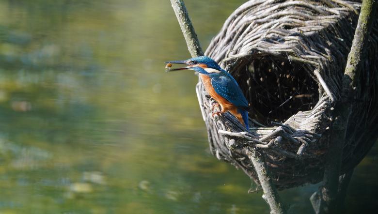 IJsvogel in broedkorf eend 