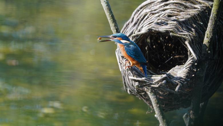 IJsvogel in broedkorf eend 