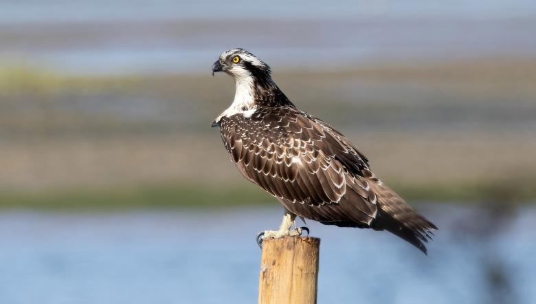 Visarend zit op paal