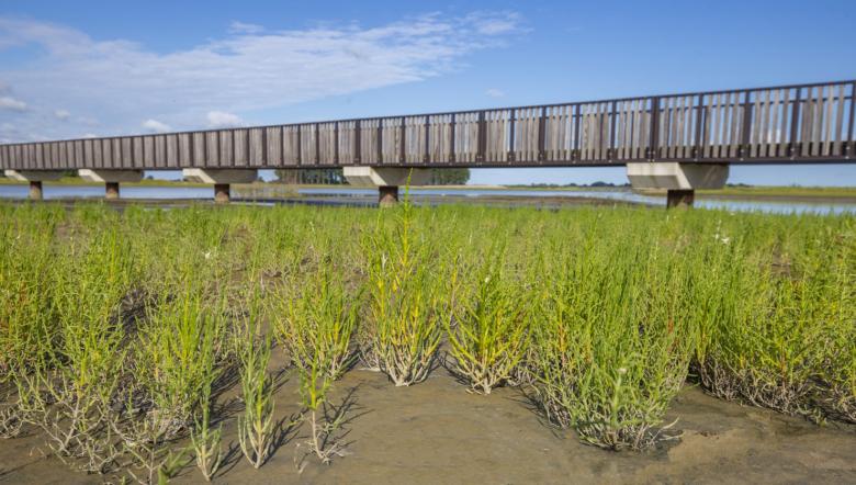 Zeekraal met op de achtergrond de brug door Waterdunen