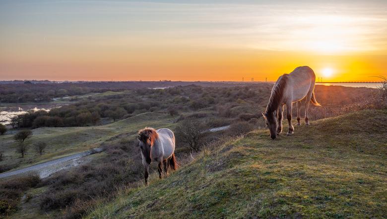 Konikpaarden op een duin in Oranjezon met zonsopkomst