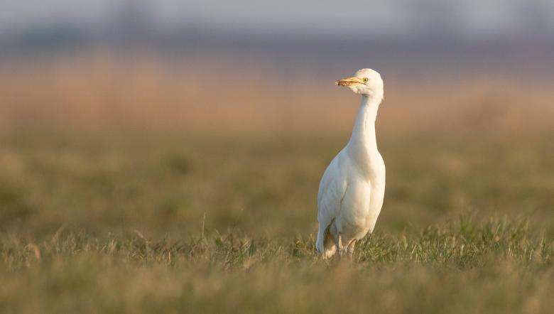 Koereiger